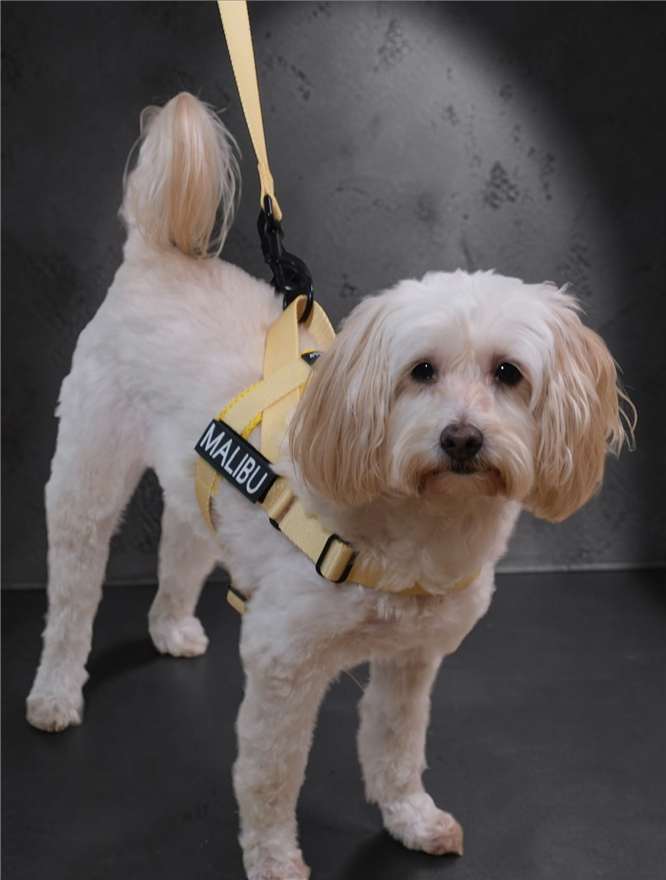 Lemon Drop personalised harness 7