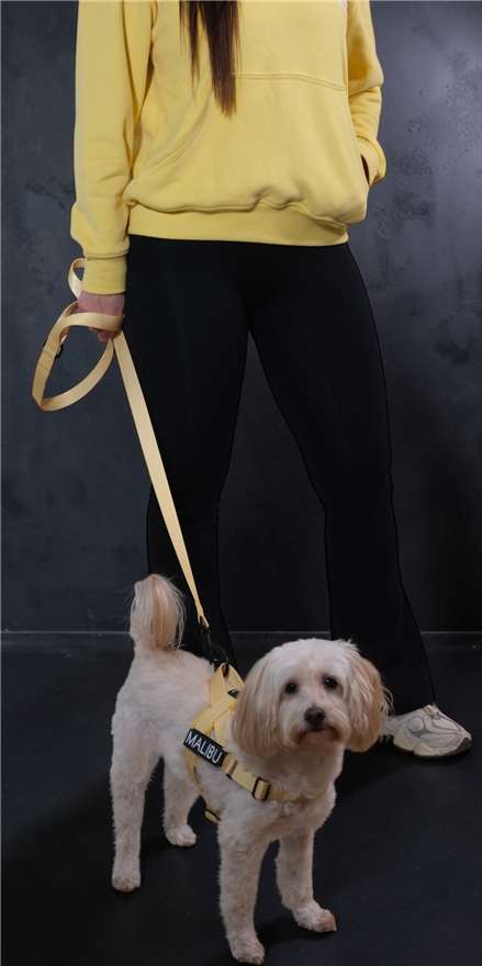 Lemon Drop personalised harness 6