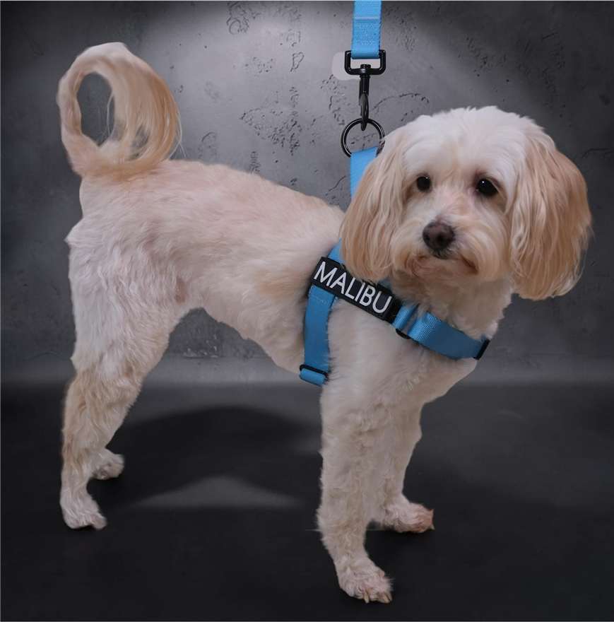 Blue Lagoon personalised harness 5