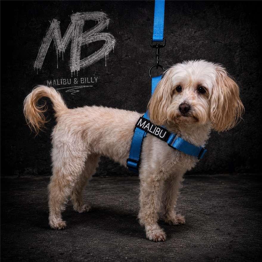 Blue Lagoon premium dog lead 1