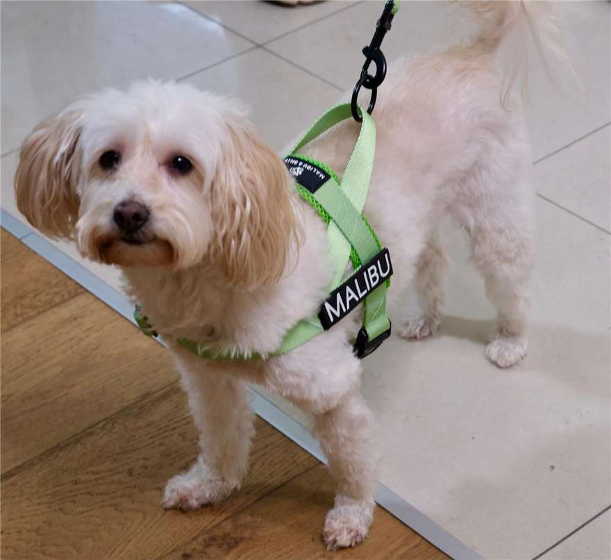Midori Splice personalised harness 6