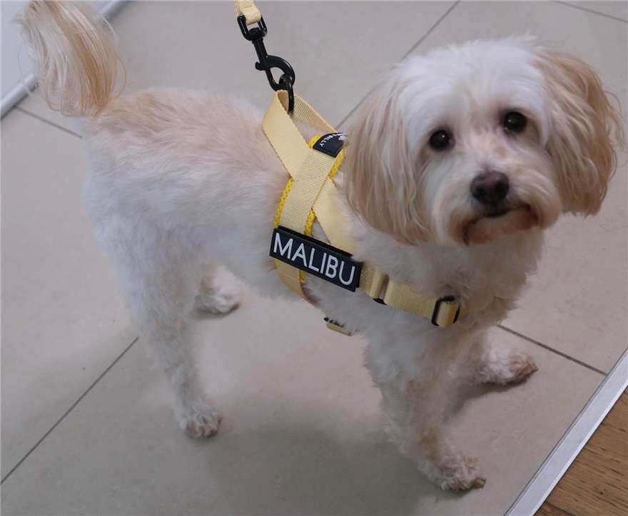Lemon Drop personalised harness 8