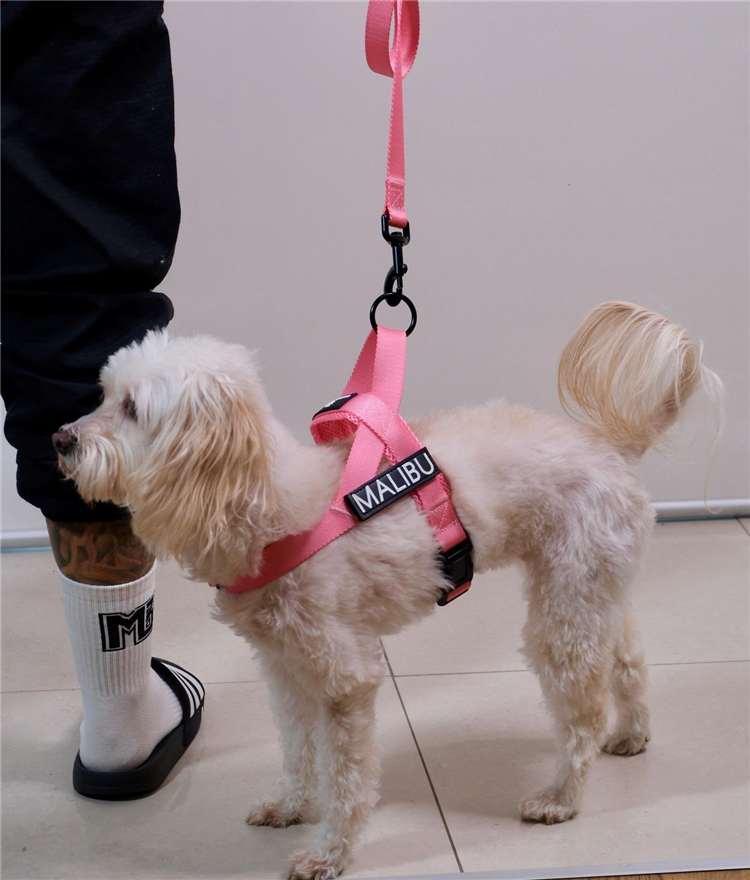 Hot Mess Pink personalised harness 9