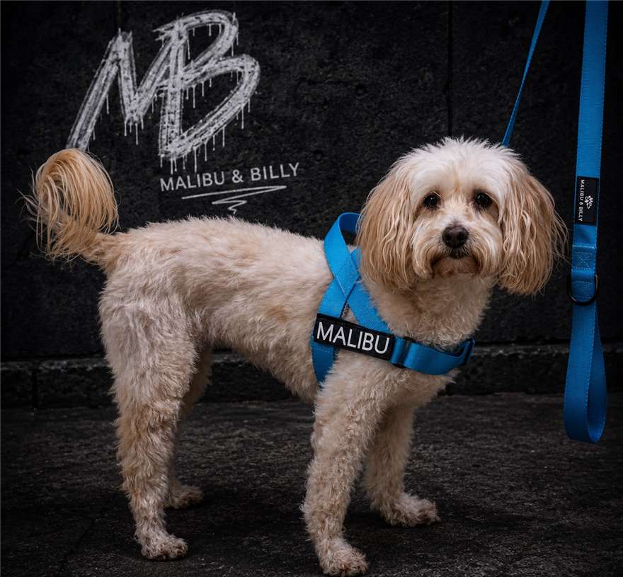 Blue Lagoon harness and lead combo 7